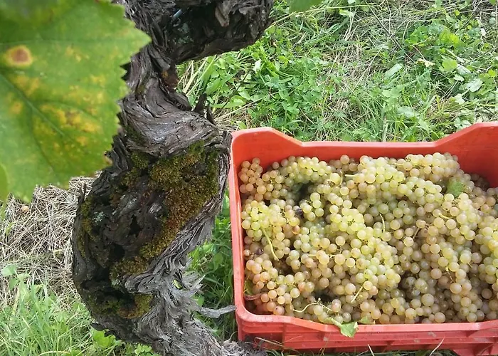 Farmstay Kmetija Stekar