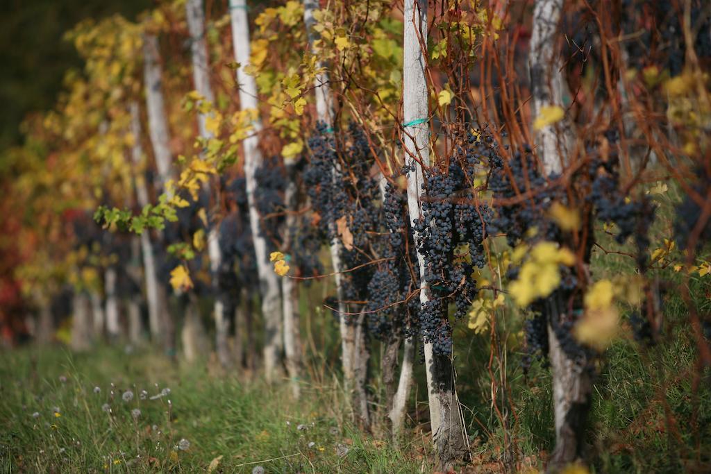 Farm stay Kmetija Stekar